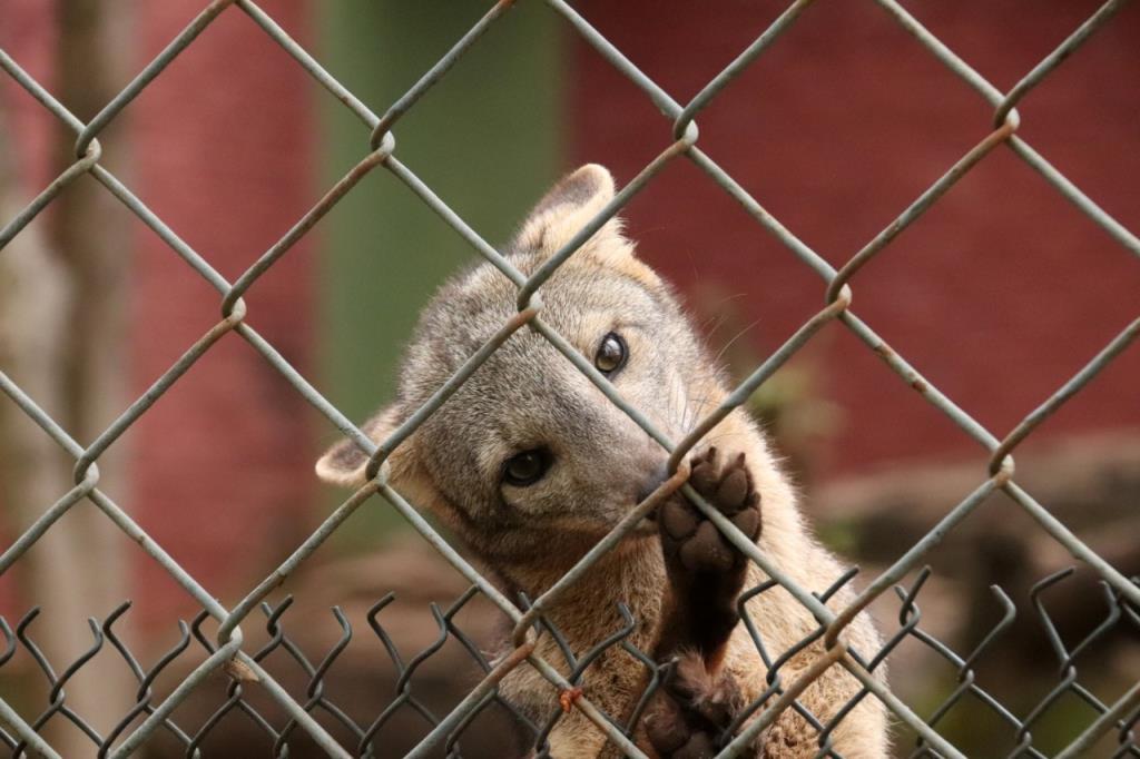 Zoológico de Bauru comemora 42 anos nesta quarta-feira