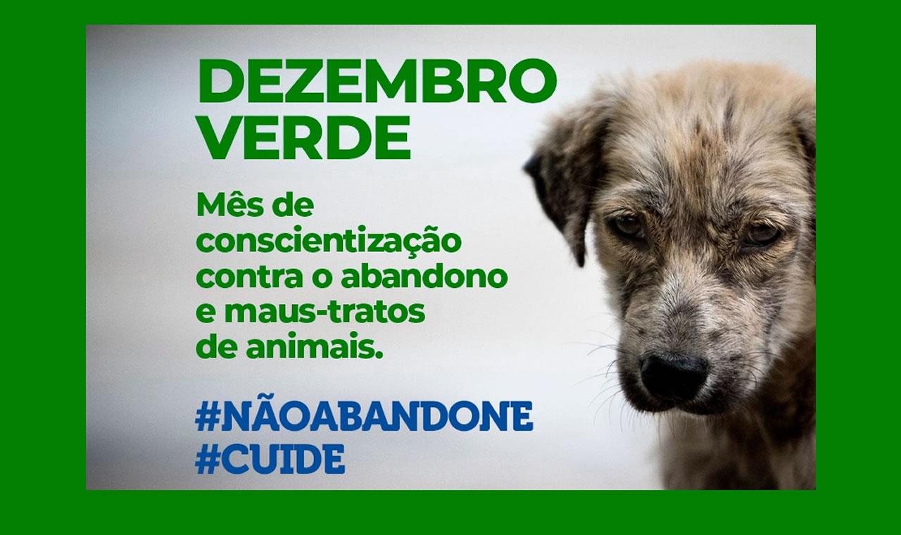ABANDONO ANIMAL AUMENTA NO FIM DE ANO