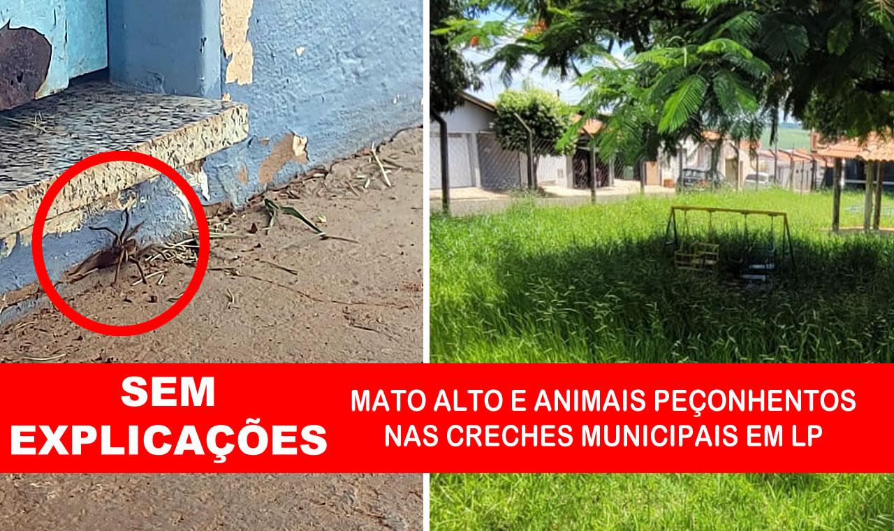MATO ALTO E ANIMAIS PEÇONHENTOS É FATO NAS CRECHES MUNICIPAIS