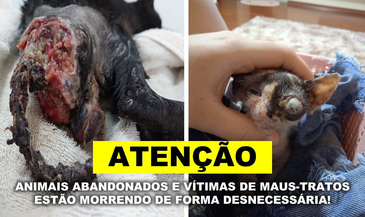 FALTA DE ATENDIMENTO DE EMERGÊNCIA PARA ANIMAIS GERA INDIGNAÇÃO EM LENÇÓIS PAULISTA