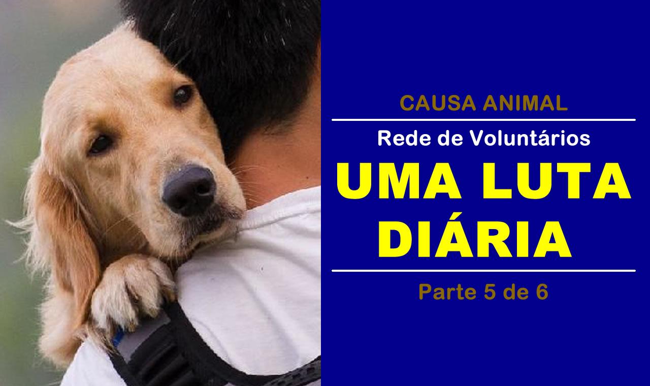 Rede de Voluntários de Proteção Animal: uma luta diária pelo bem-estar dos animais abandonados