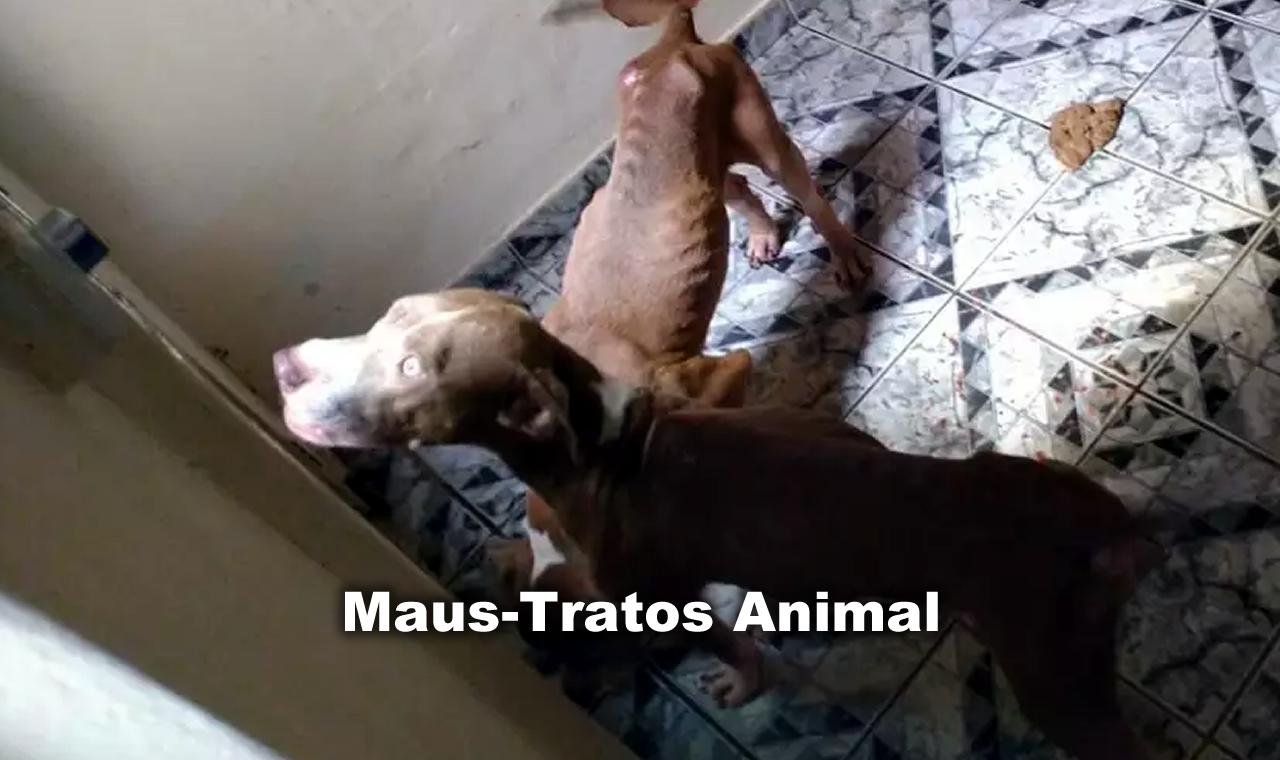 Coordenadoria Animal: Mais Ficção do que Proteção Real