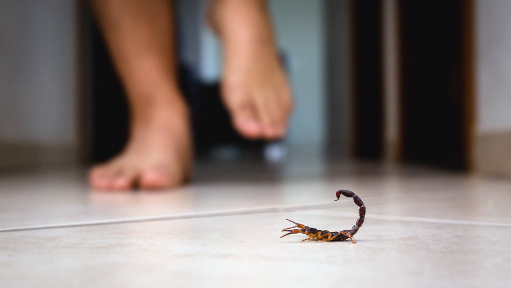 Saúde alerta sobre cuidados com escorpiões após aumento de casos em Lençóis Paulista