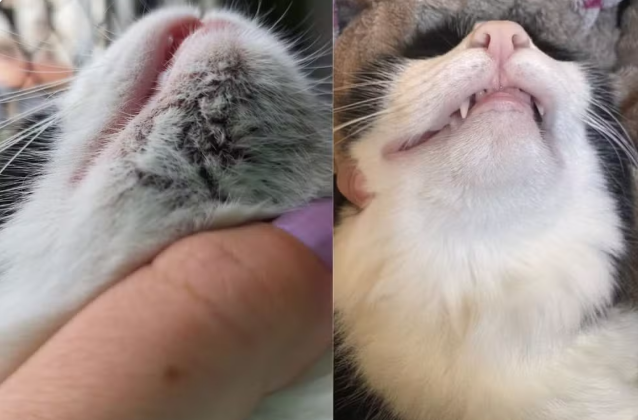 Pontinhos pretos no queixo do gato? Pode ser acne felina, um problema mais comum do que parece