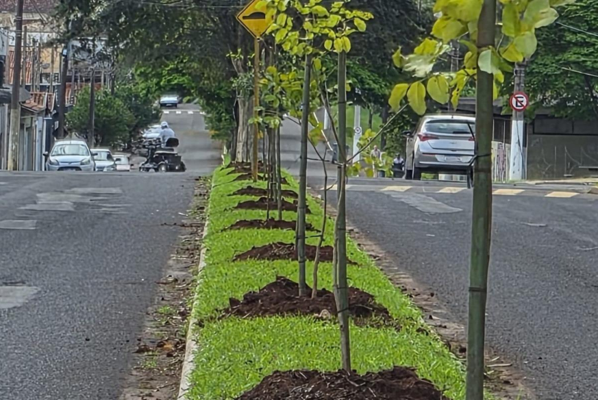 Lençóis já tem 763 novas árvores