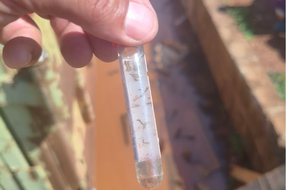 Lençóis Paulista inicia vistoria em 600 imóveis para identificar focos do mosquito da dengue
