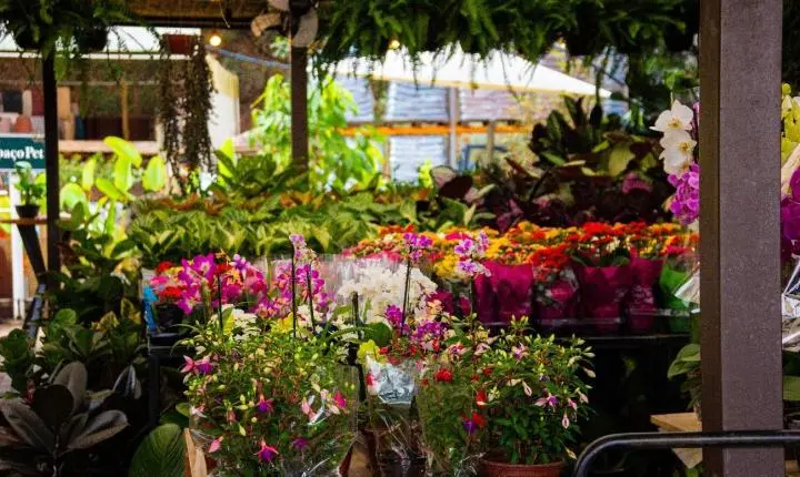 Ceagesp em Flor espera receber 40 mil visitantes em Bauru entre 18 e 20 de setembro