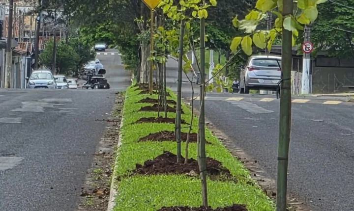 Lençóis já tem 763 novas árvores