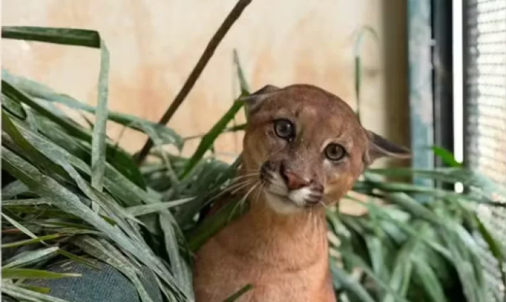 onça-parda se recupera após atropelamento e volta à natureza em Botucatu