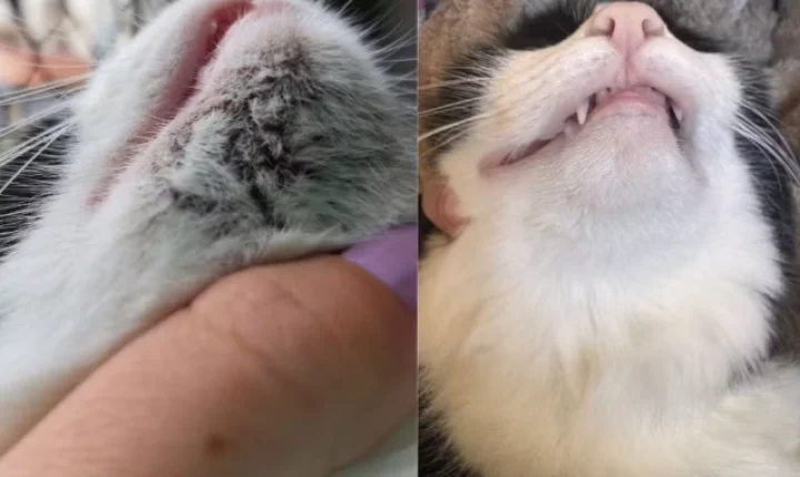 Pontinhos pretos no queixo do gato? Pode ser acne felina, um problema mais comum do que parece